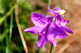Calopogon tuberosus - Grass Pink Orchid