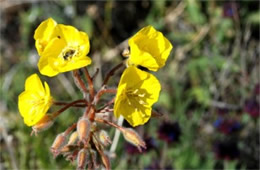 Camissonia brevipes - Yellow Cups
